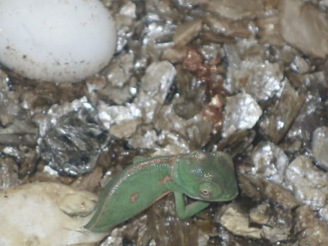 SDC11296.jpg