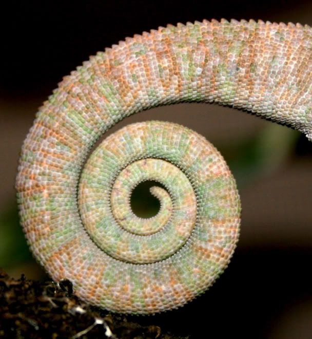 tail1.jpg