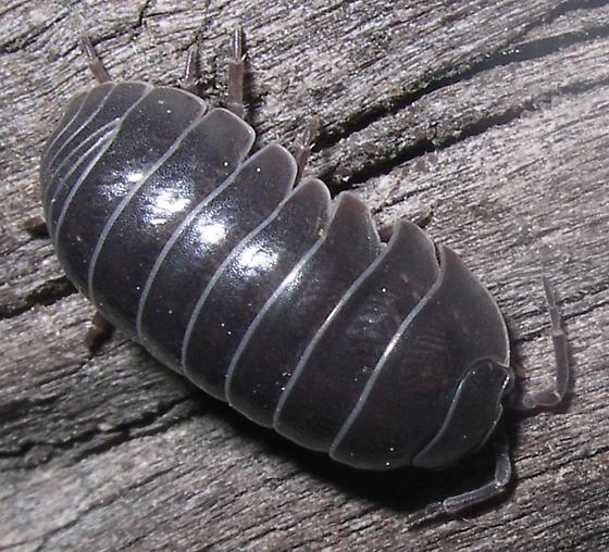 woodlice.jpg