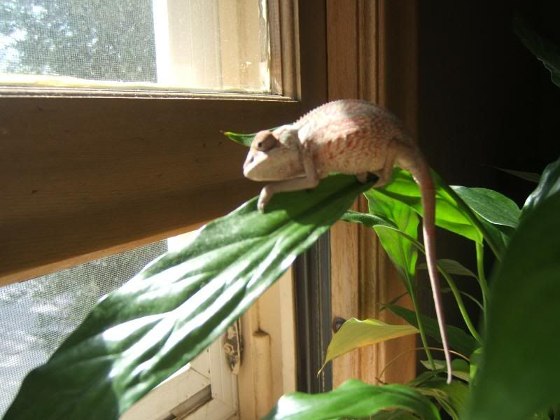Chameleonandsuch002.jpg