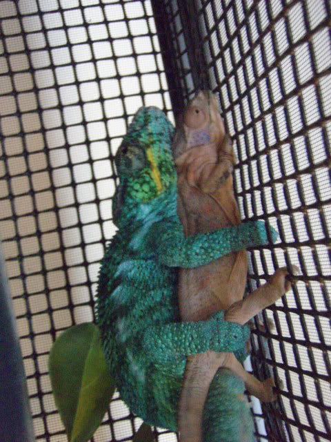 mating023.jpg