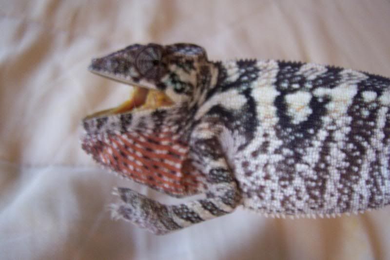 tikireptiles048.jpg