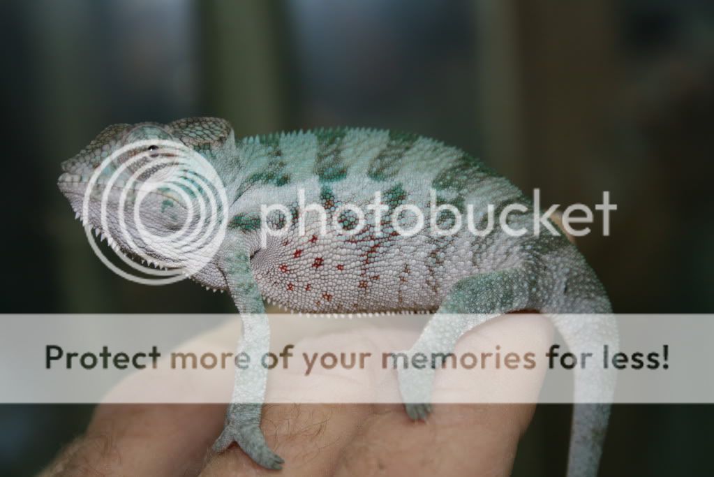 eospics9-19-09015-4.jpg
