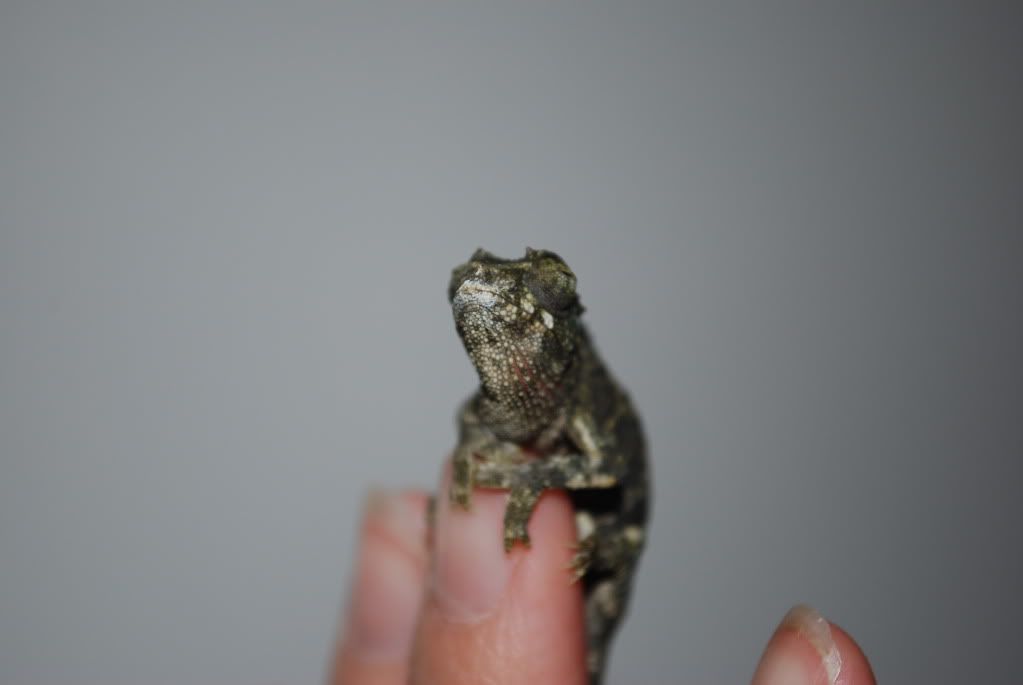 DSC_0004-1.jpg