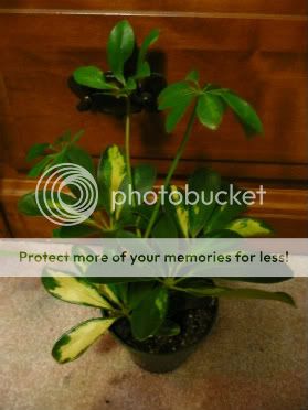 Plants002.jpg