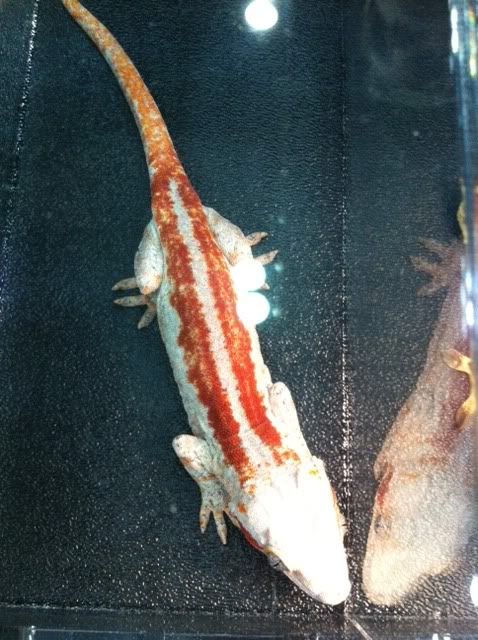 CRESTED2.jpg