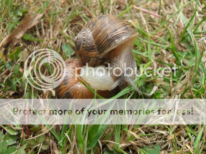 snails4.jpg