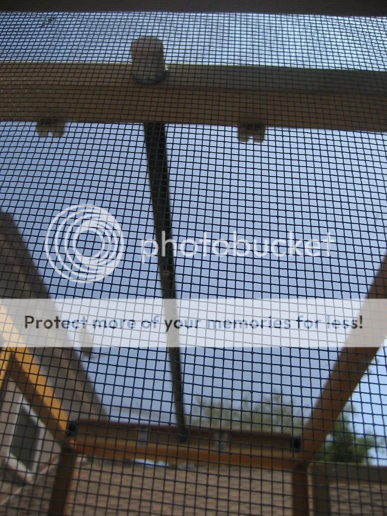 cage10.jpg