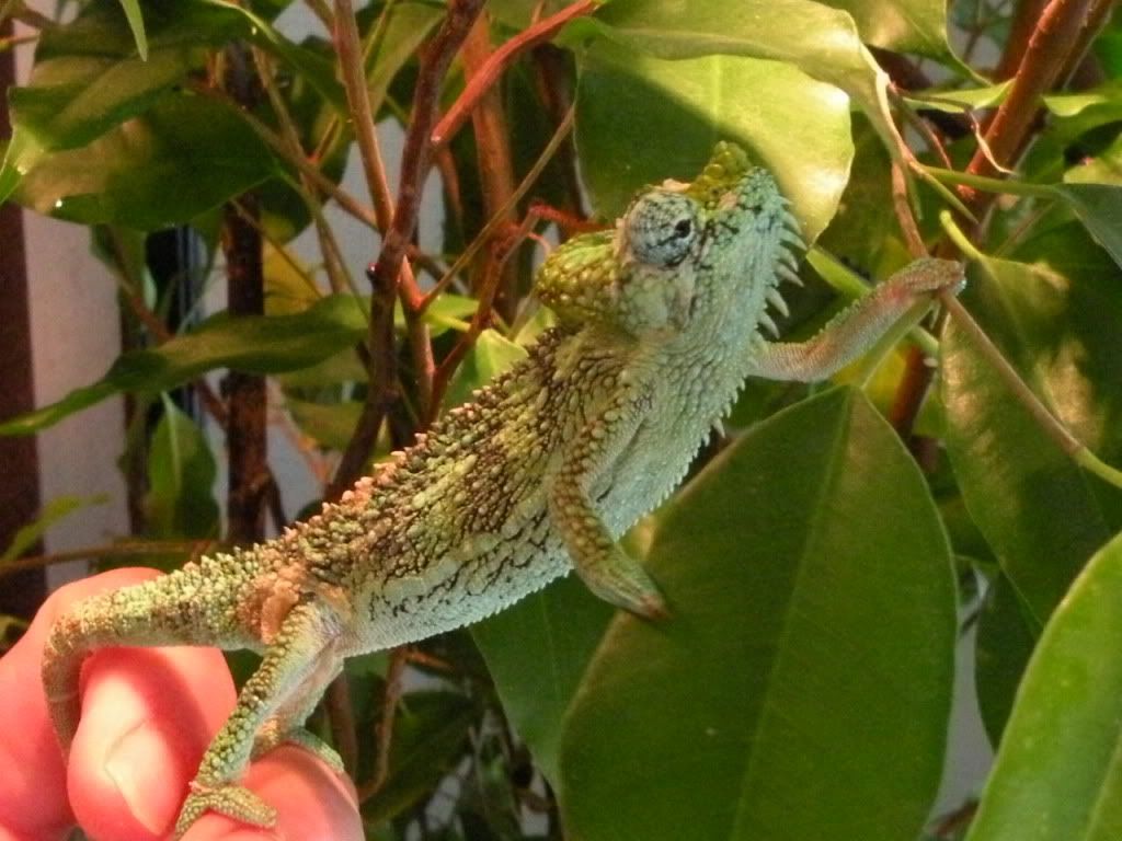 RSCN7446.jpg