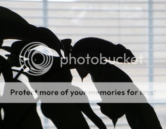 Silhouette.jpg