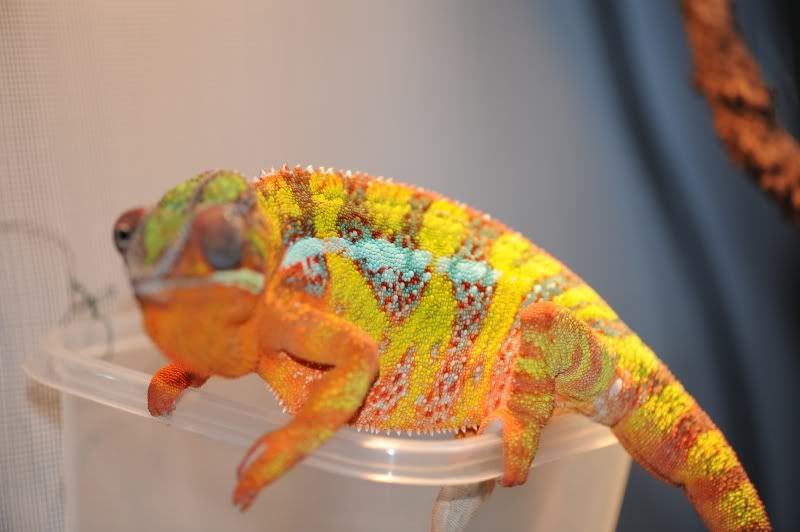 DSC_0233.jpg