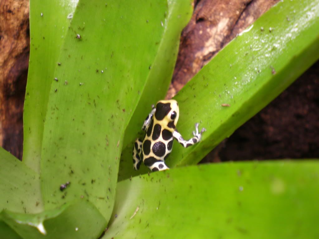 BabyChameleons11.jpg