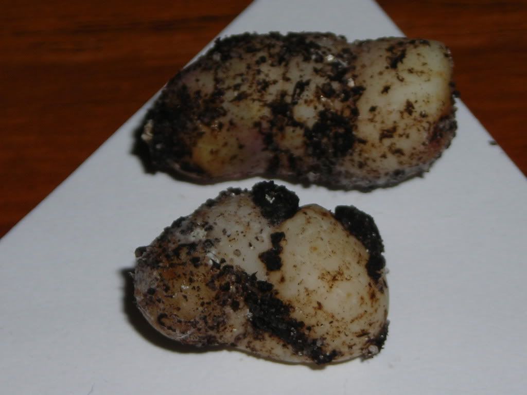 DSCN5626.jpg
