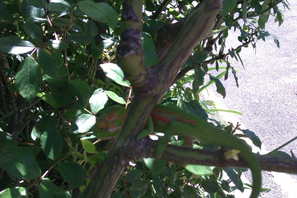 IMAG0617.jpg
