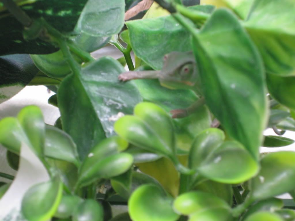 chameleons011.jpg