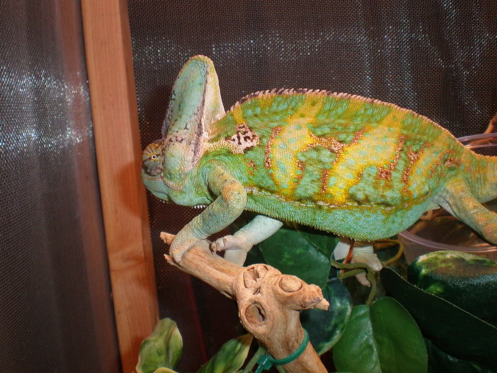 BabyChameleons20.jpg