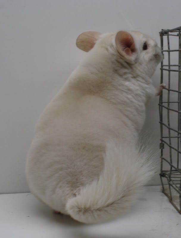 calyx2.jpg