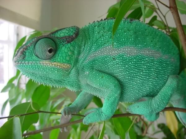 ChameleonsFeb26th07033.jpg