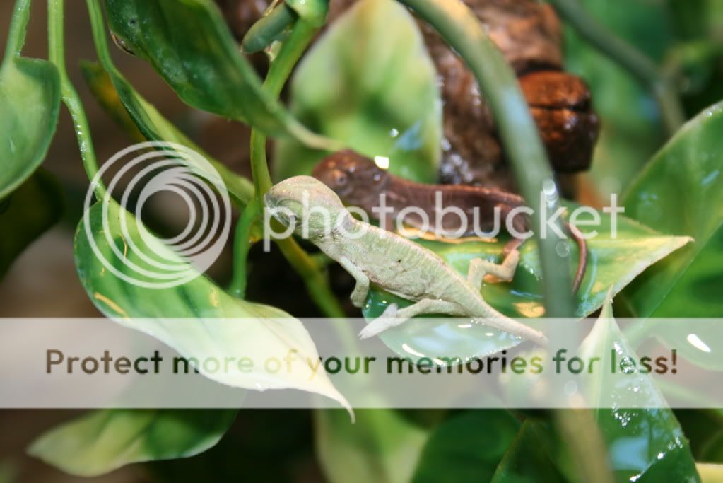 eospics9-19-09005-2.jpg