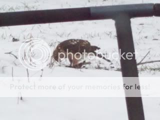 Hawk1.jpg
