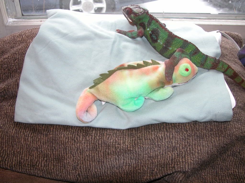 ThaxIguana1.jpg
