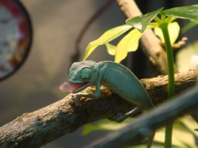 DSC03698.jpg