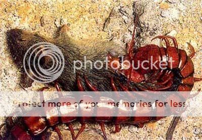 centipede1.jpg