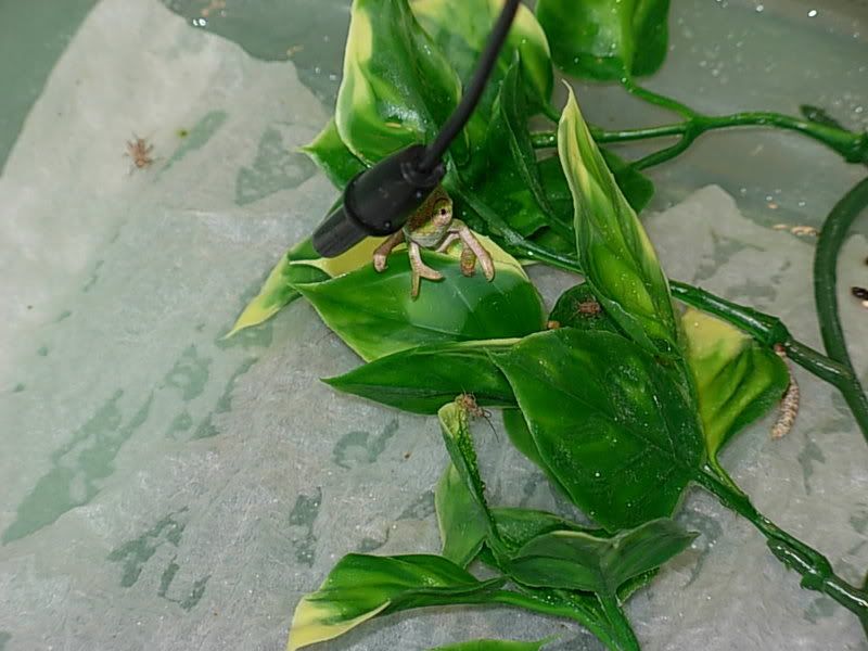 DSCN0271.jpg