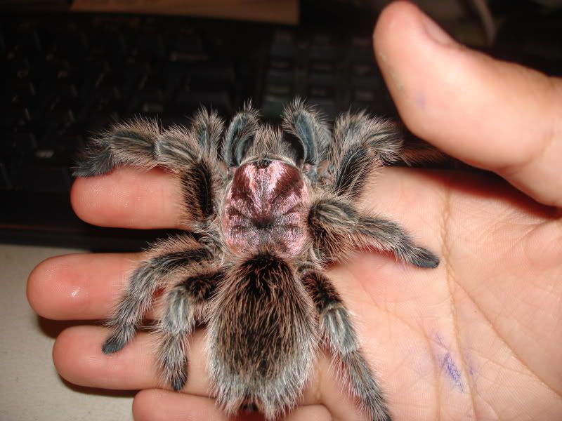 Tarantulas10-13003.jpg