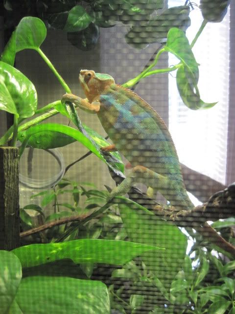 Chameleon006.jpg