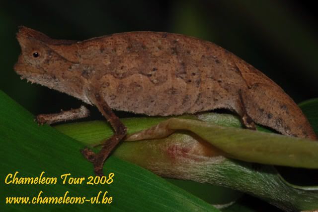 brookesia.jpg