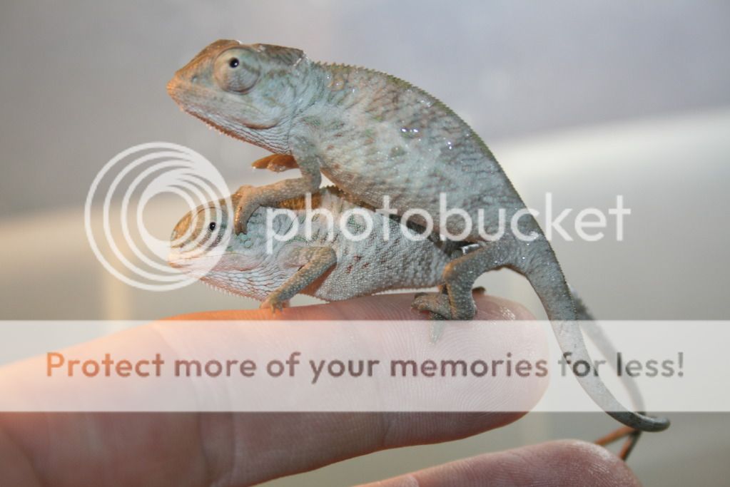 tritonfalybabies008.jpg