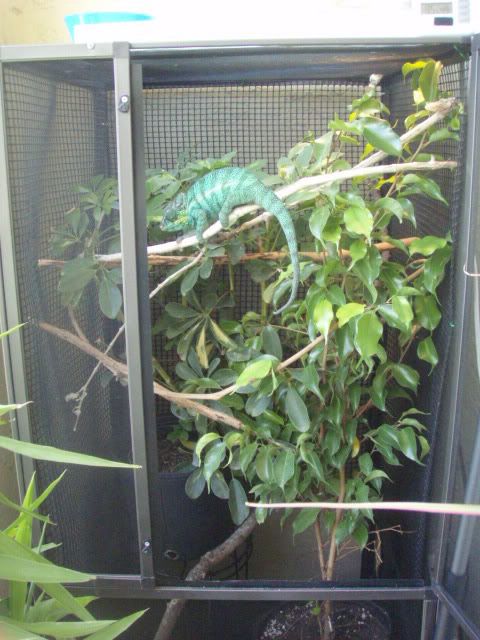 MyChameleons044.jpg