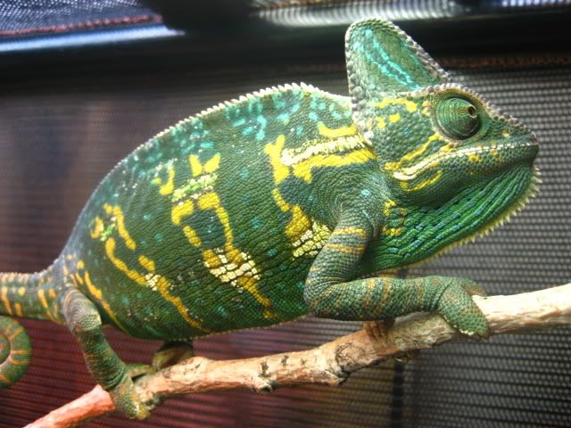 NIckspics108.jpg
