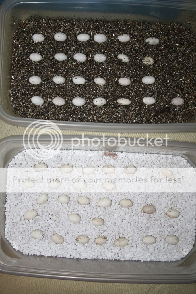 morefalybabies001.jpg