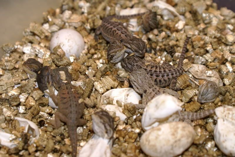 babies017.jpg