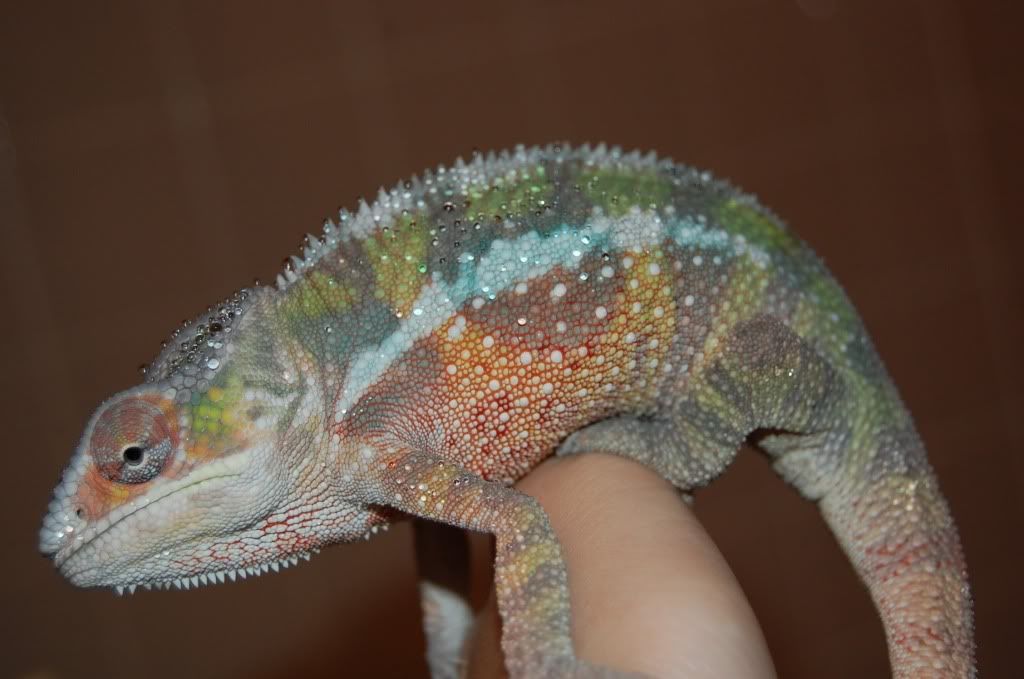 DSC_1067.jpg