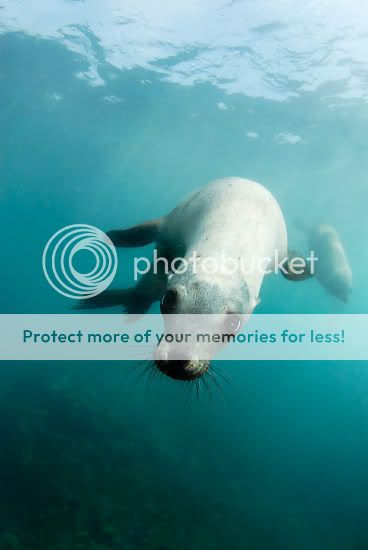 SeaLion.jpg