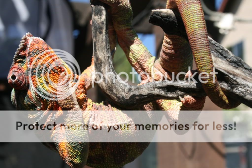 eospics9-19-09063.jpg