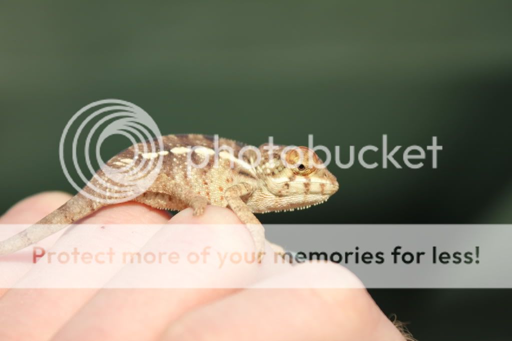Chamandbugpics169.jpg