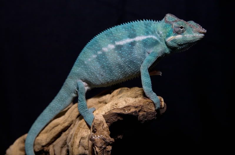 04042012_Elwood.jpg
