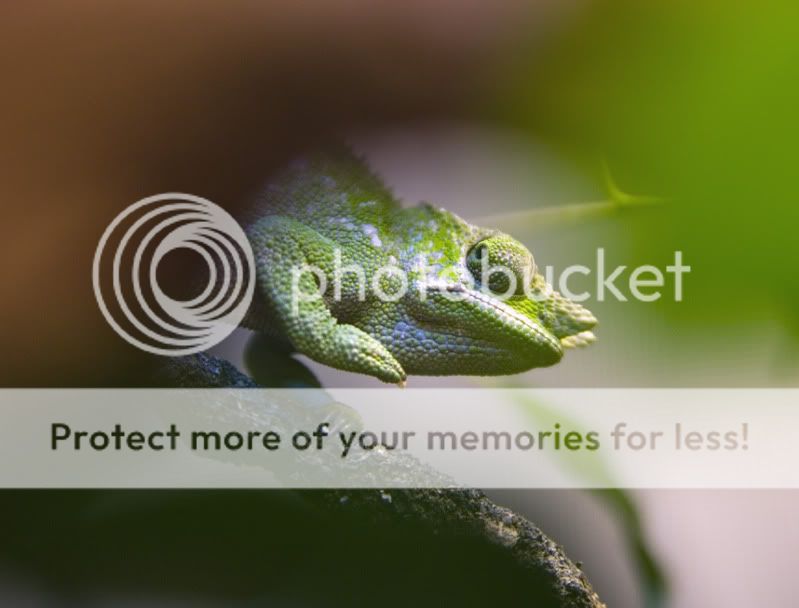 09292011_mouse.jpg
