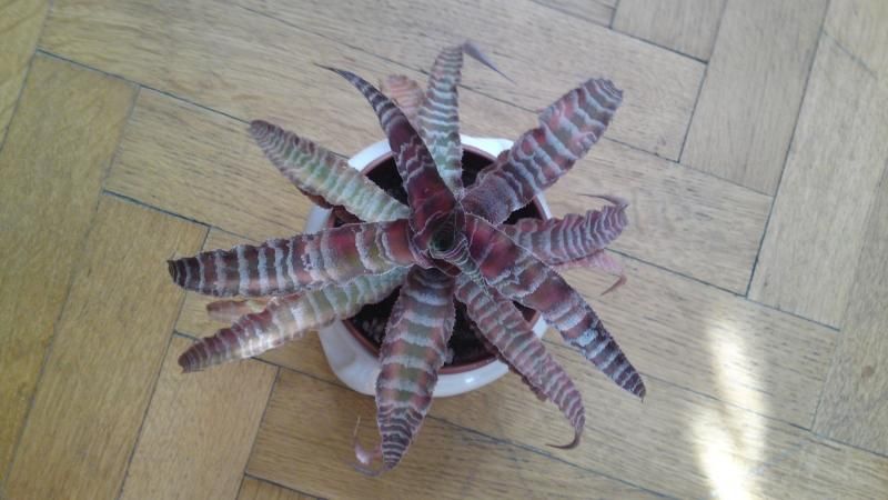 cryptanthusfosterianus.jpg