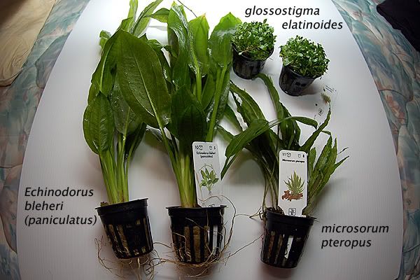 Plants1.jpg