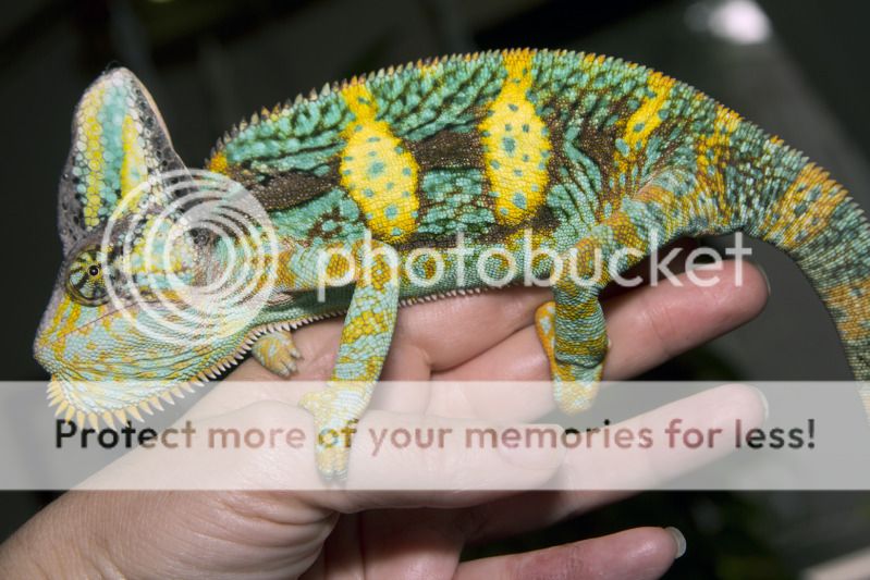 08162012_bugsy1.jpg