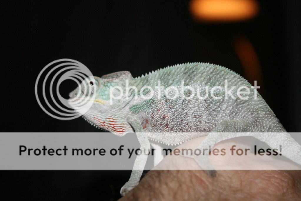 2ndkushclutch016.jpg