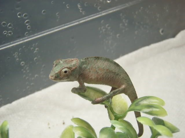 MyChameleons172.jpg