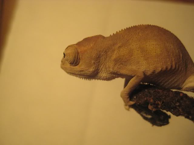 female2-1.jpg