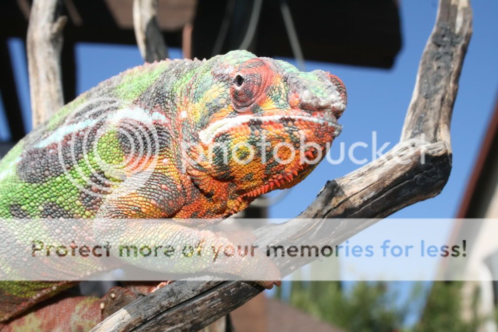 eospics9-19-09086.jpg