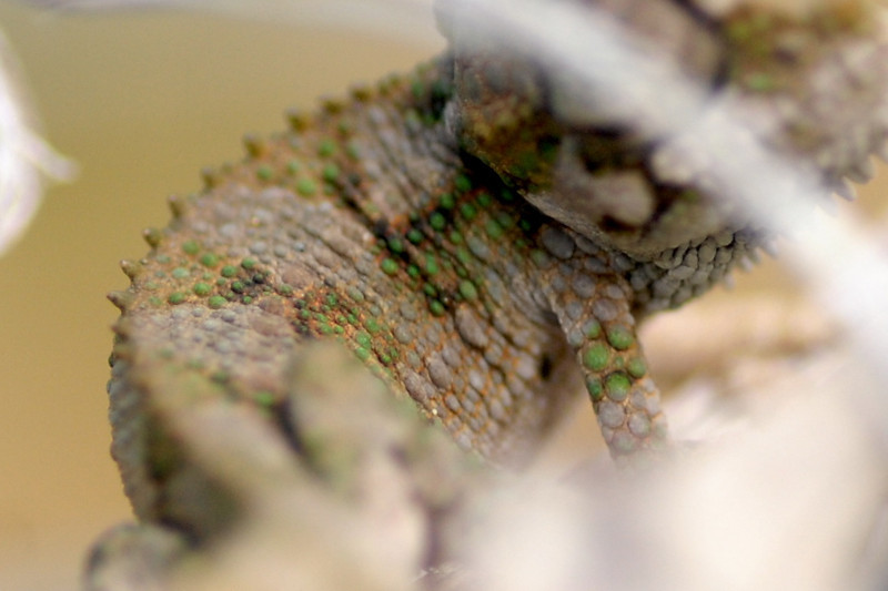 DSC0012-L.jpg